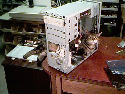 CatCase.jpg