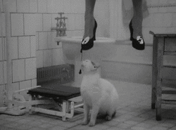 giphy.gif