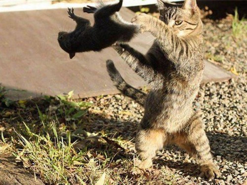 thumbs_picdump480_032.jpg