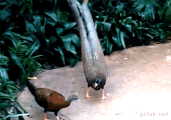 tumblr_nrp4lzvtaa1s2yegdo1_400.gif