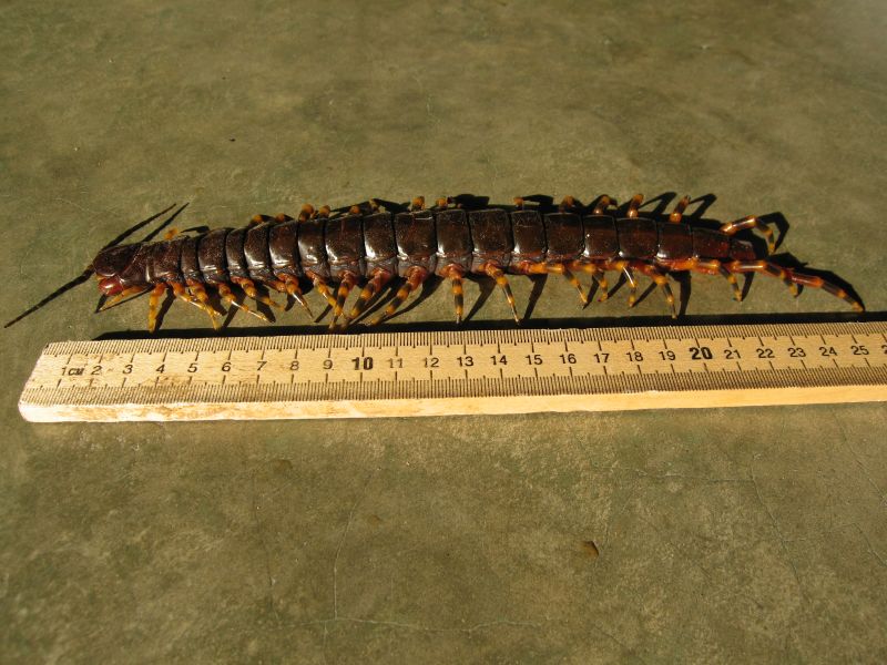 Scolopendra_gigantea_1.jpg