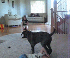 giphy.gif