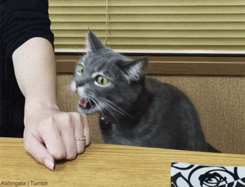 e23c1d1e09bbf89eaa57d09df66849ce.gif