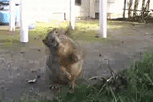 R3cwUdR.gif