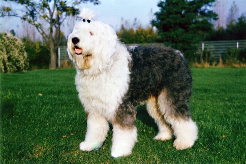 800px-Bobtail.JPG