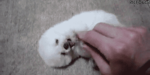 giphy.gif