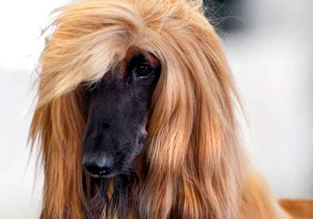 1393931294_afghanischer-windhund-02-wikimedia-commons-lizenz-450x315.jpg