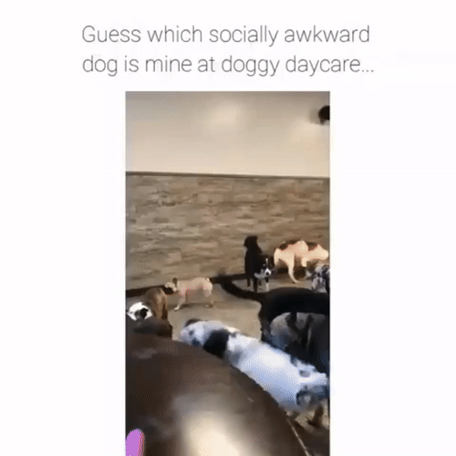 t3mmwJE.gif