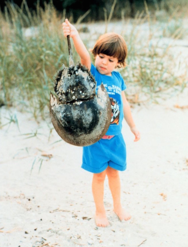 Boy_with_horseshoe_crab_shell.jpg