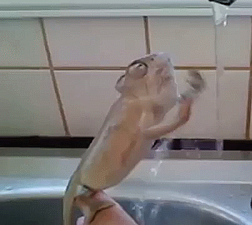 tumblr_n0k44i2Geu1s5rsdao1_400.gif