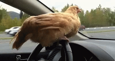 tenor.gif