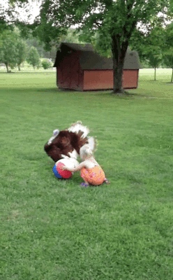 tumblr_no5fihNbLJ1u5kas6o1_250.gif