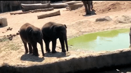 giphy.gif