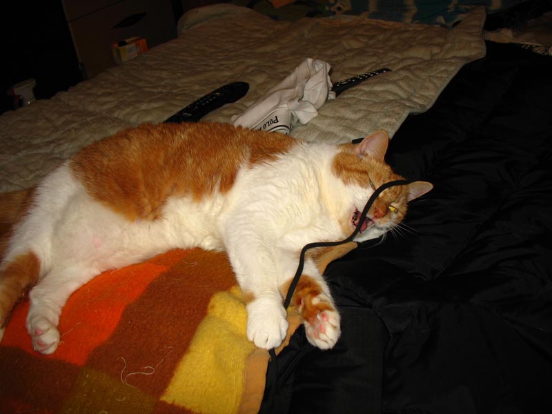 lissy5.jpg