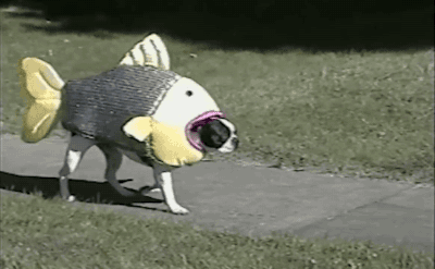 giphy-150.gif