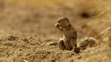 hornoxe.com_gifdump31_39.gif