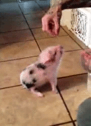 tumblr_ngc7f30pqY1rgwk9wo1_250.gif