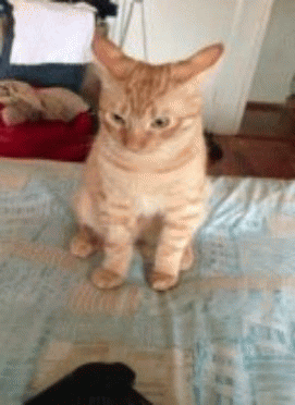 cinl.gif
