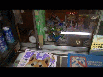 giphy.gif