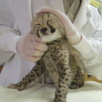 giphy.gif