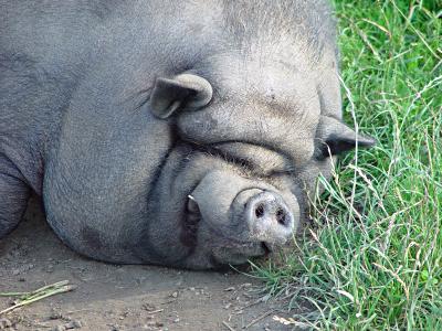 das-schwein-06712.jpg