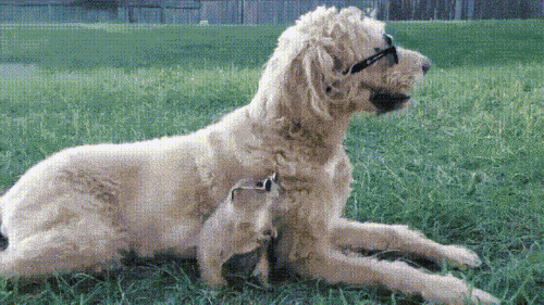 giphy.gif