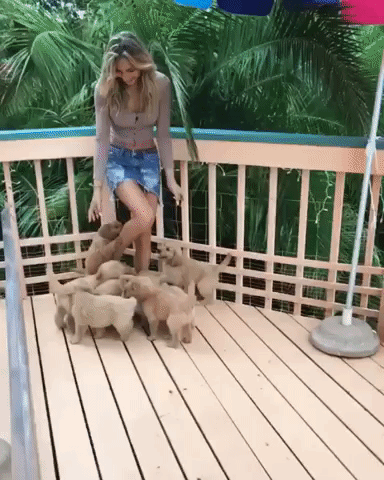 giphy.gif