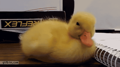 qL83ysT.gif