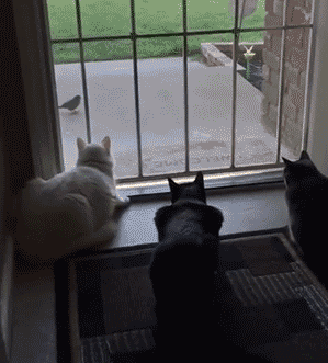 tumblr_odcsv8axV11s02vreo1_400.gif