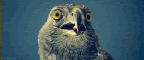 WideEyedOpenMouthedStare.gif
