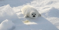 tumblr_nukaclBnfn1tm0lv8o1_250.gif
