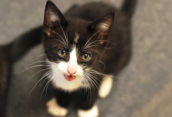 Kitten3-602x410.jpg
