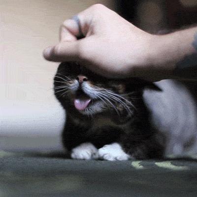 tumblr_oatlpjfRYD1sfrywco1_400.gif
