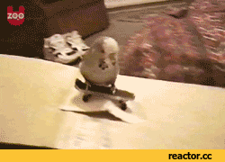 giphy.gif