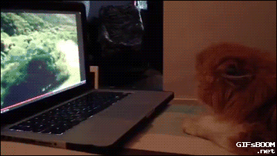 tumblr_nshqs6TrnL1s02vreo1_400.gif