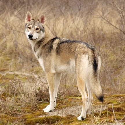 The-Fierce-Tamaskan.jpg