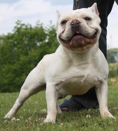 ShotyBullDogPreciousJemsKennel5.JPG