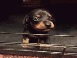 CknhLZc.gif