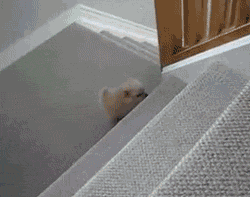 tumblr_lr6jj6B7Td1qzrlhgo1_250.gif