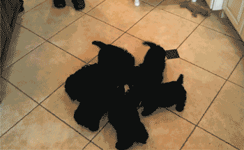 e3DxZCO.gif