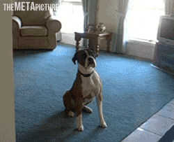 giphy.gif