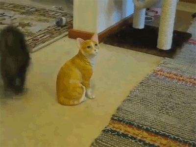 daily_gifdump_656_29.gif