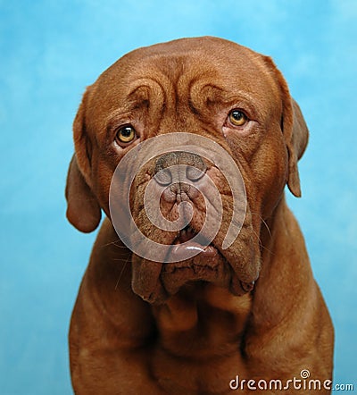 trauriger-hund-thumb1700166.jpg