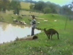 giphy.gif