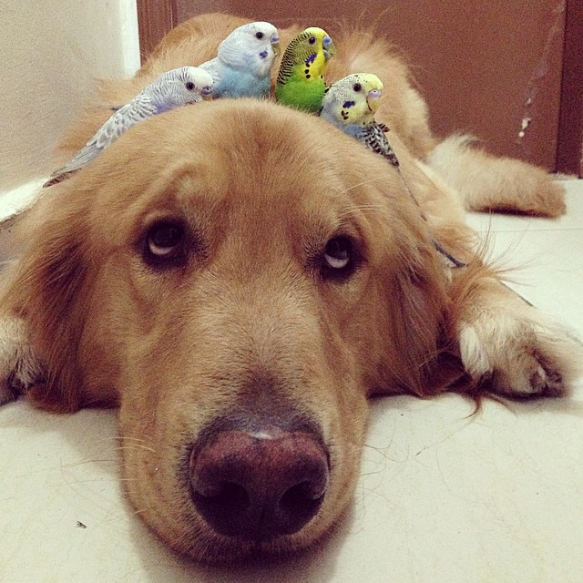 bob-golden-retriever-sao-paulo-241.jpg