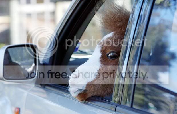 horse-car_1458214i.jpg