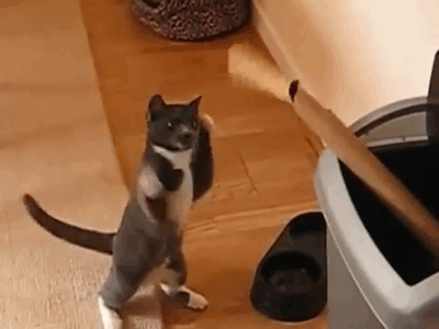 tumblr_nnf9lyTk3G1rylzllo1_400.gif