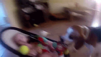 tumblr_n947nr69MZ1rc7zl1o4_400.gif
