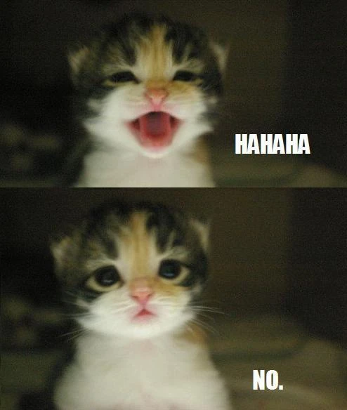 Hahaha-no-cat_large.jpg