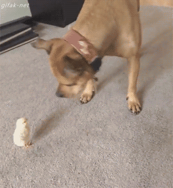 44f523f17eb2979a5942cfe85bf6ad3f.gif